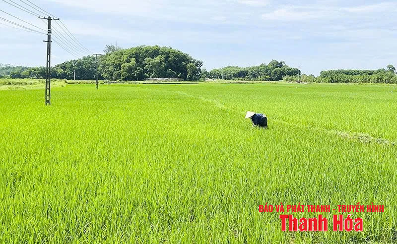 Hệ lụy từ việc sử dụng giống lúa ngoài cơ cấu