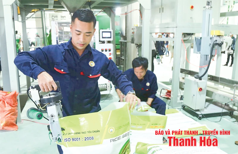 Hệ lụy từ việc sử dụng giống lúa ngoài cơ cấu