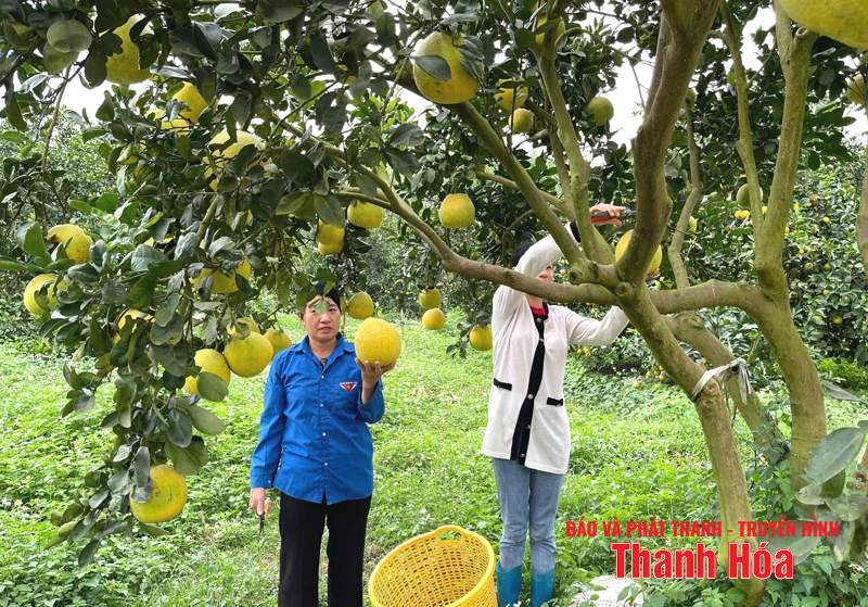 Vân Du phát triển cây ăn quả theo hướng công nghệ cao