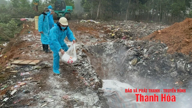 Thanh Hoá: 13 xã, phường bước đầu khống chế được bệnh Dịch tả lợn Châu Phi