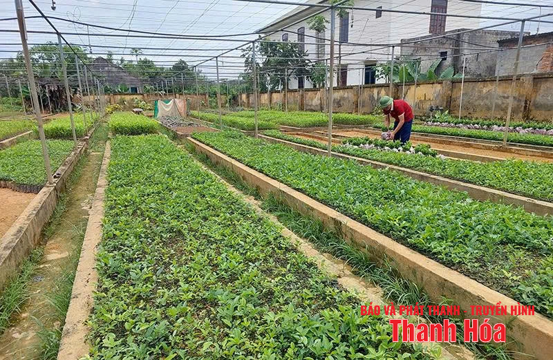 Giữ rừng phòng hộ đầu nguồn gắn với phát triển cây dược liệu