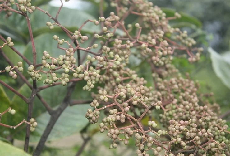 Hương vị mắc khén rừng gây thương nhớ