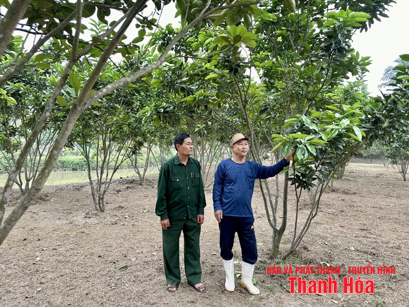 Người cao tuổi thi đua làm kinh tế giỏi