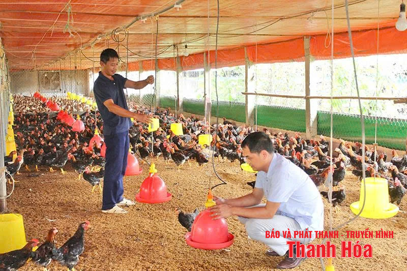 Tạo đột phá trong phát triển chăn nuôi