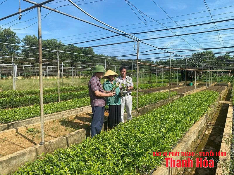 Phát triển giống cây trồng - hướng đi mới của nhiều HTX