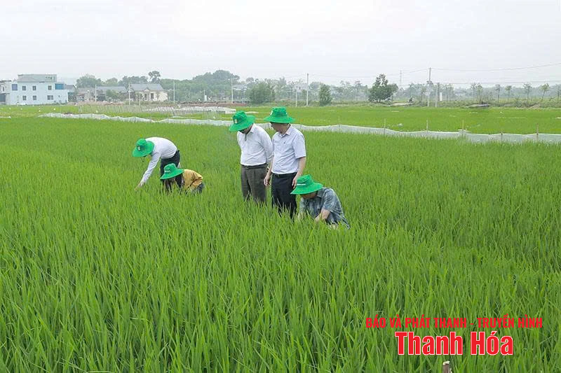Chủ động phòng, chống sâu bệnh cho lúa thu mùa