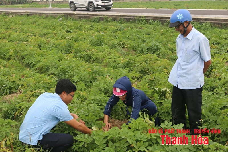 Hiệu quả từ các mô hình tích tụ ruộng đất ở xã ven biển Hoằng Tiến