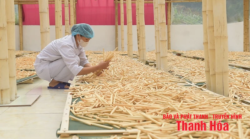 Từ tre, luồng xứ Thanh đến thị trường quốc tế
