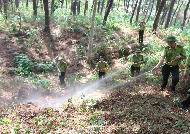 Dự báo và thông tin cấp dự báo cháy rừng từ ngày 10/8 đến 13/8