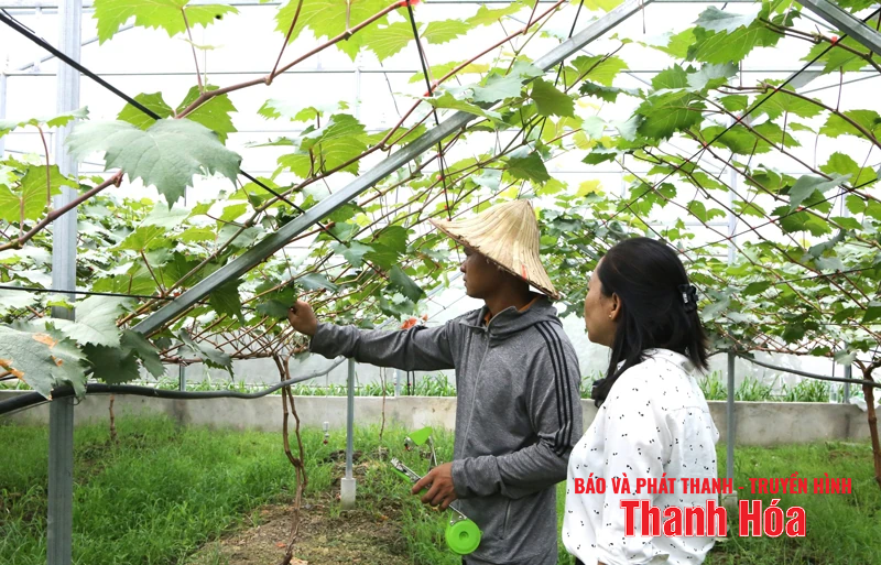 Chú trọng công tác dự tính, dự báo dịch bệnh trong sản xuất nông nghiệp