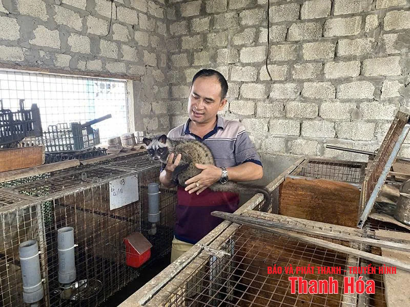 Mô hình con nuôi đặc sản đem lại hiệu quả kinh tế cao