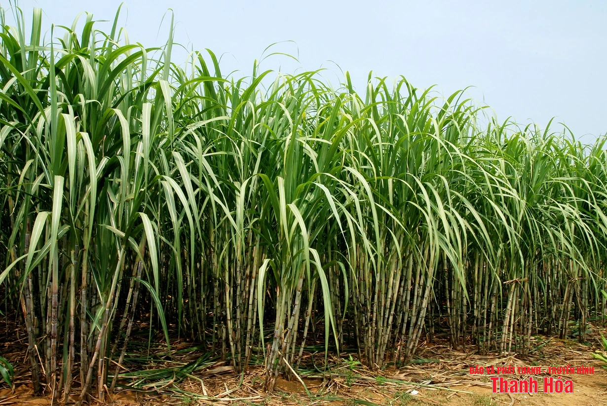 Lasuco - Nông nghiệp sạch, tiêu dùng xanh