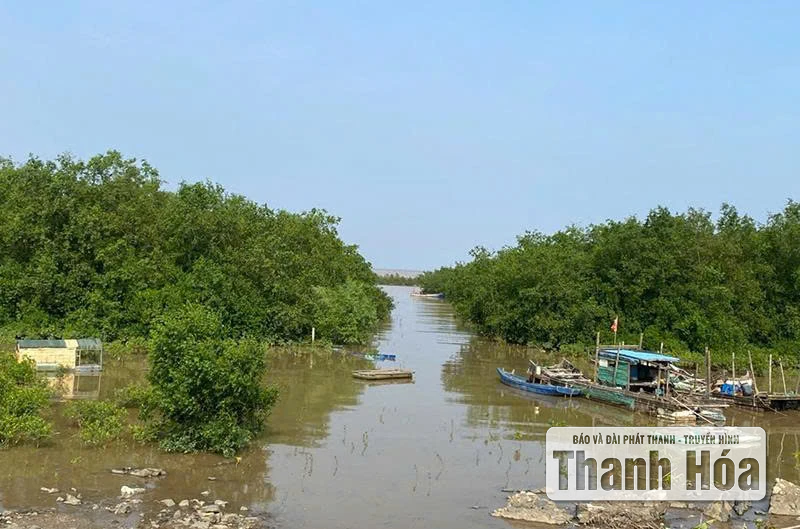 “Lá chắn xanh” chống bão lũ