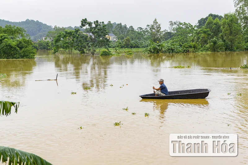 Hàng trăm ngôi nhà ở Hà Trung chìm trong nước, dân sơ tán đồ đạc, vật nuôi lên đê tránh lũ