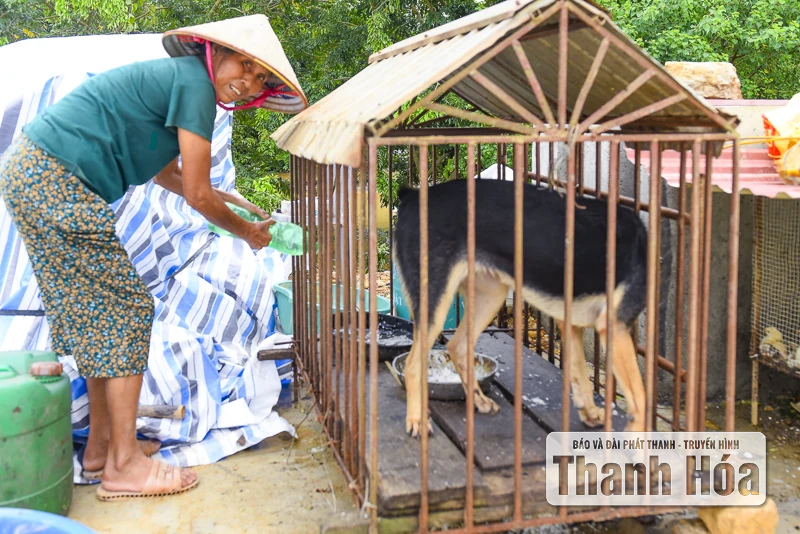 Hàng trăm ngôi nhà ở Hà Trung chìm trong nước, dân sơ tán đồ đạc, vật nuôi lên đê tránh lũ
