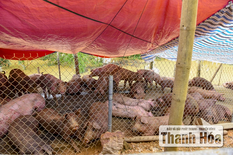 Hàng trăm ngôi nhà ở Hà Trung chìm trong nước, dân sơ tán đồ đạc, vật nuôi lên đê tránh lũ