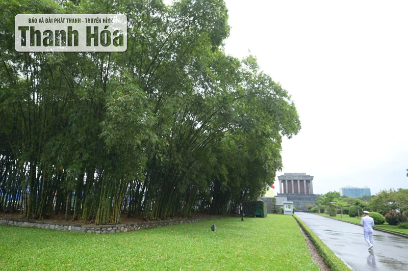 Chuyện cây luồng Thanh Hóa ra Lăng Bác