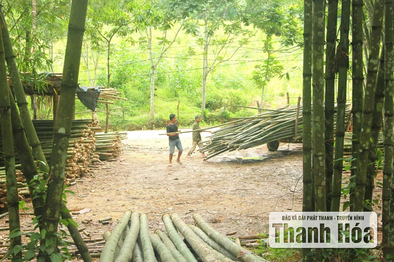 Chuyện cây luồng Thanh Hóa ra Lăng Bác