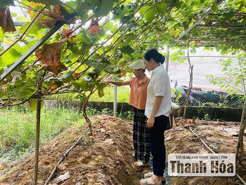 Cải thiện năng lực của các HTX nông nghiệp