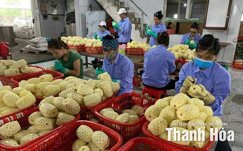 Nông nghiệp khẳng định vị thế trụ đỡ nền kinh tế (Bài 2): Kỳ vọng từ những sản phẩm nông nghiệp vươn tầm thế giới