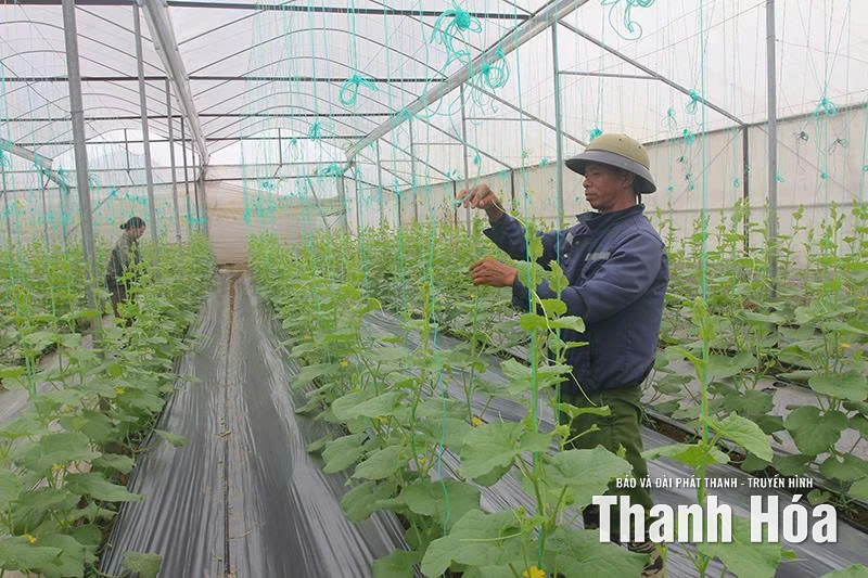 “Trái ngọt” từ tích tụ, tập trung đất nông nghiệp