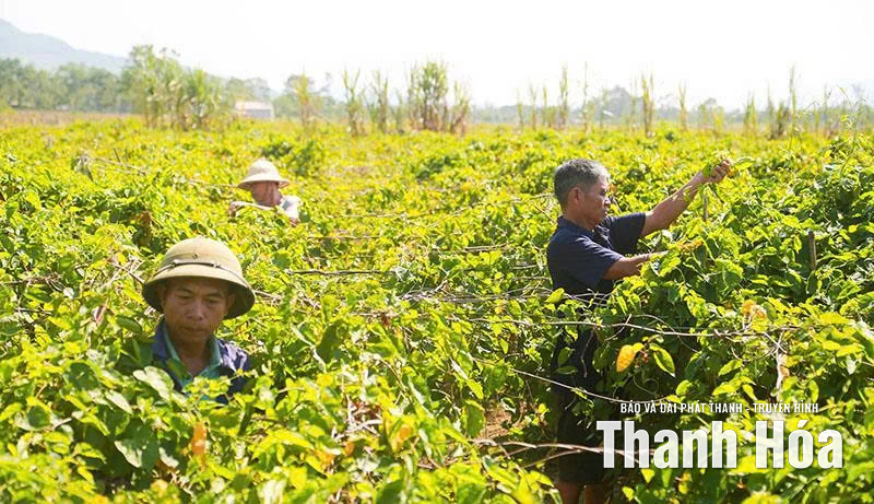 Hoa thiên lý mở lối làm giàu
