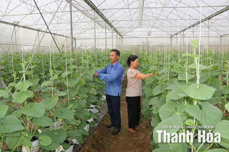 Vai trò của bí thư chi bộ trong xây dựng nông thôn mới