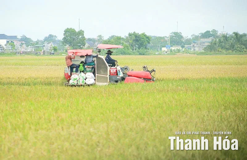 Xây dựng vùng lúa thâm canh năng suất, chất lượng cao