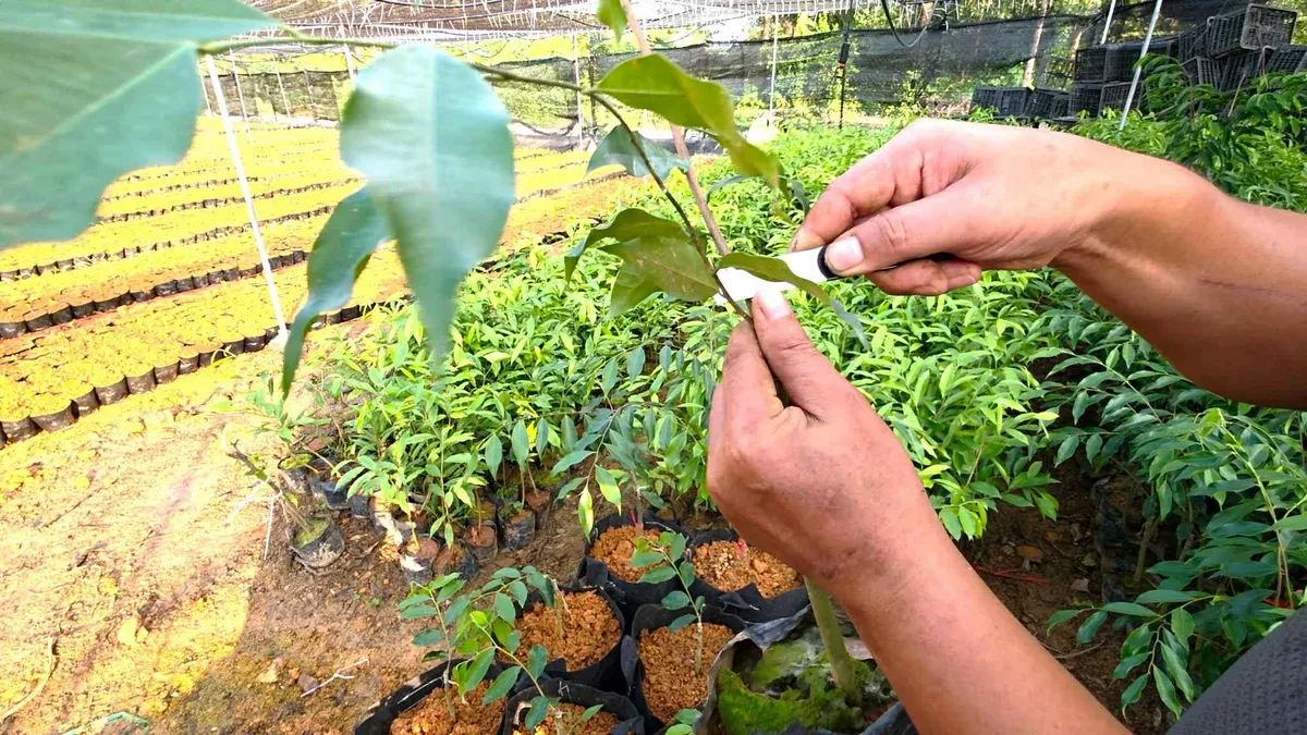 Cục Lâm nghiệp cảnh báo “cơn sốt” cây Kỳ Hải Nam nhập lậu