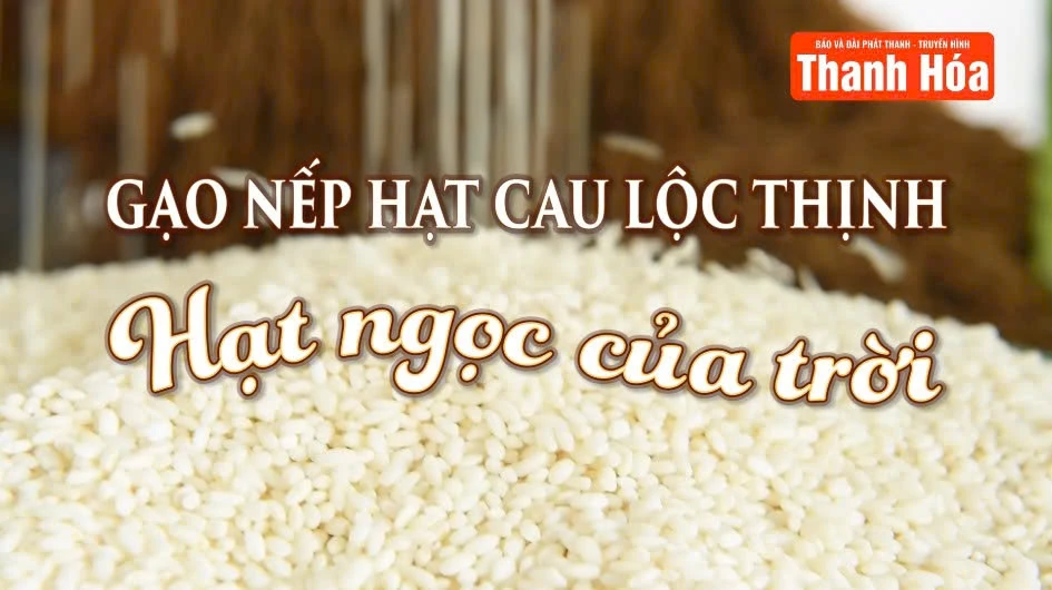 [REVIEW OCOP]Gạo nếp hạt cau Lộc Thịnh - Hạt ngọc của trời