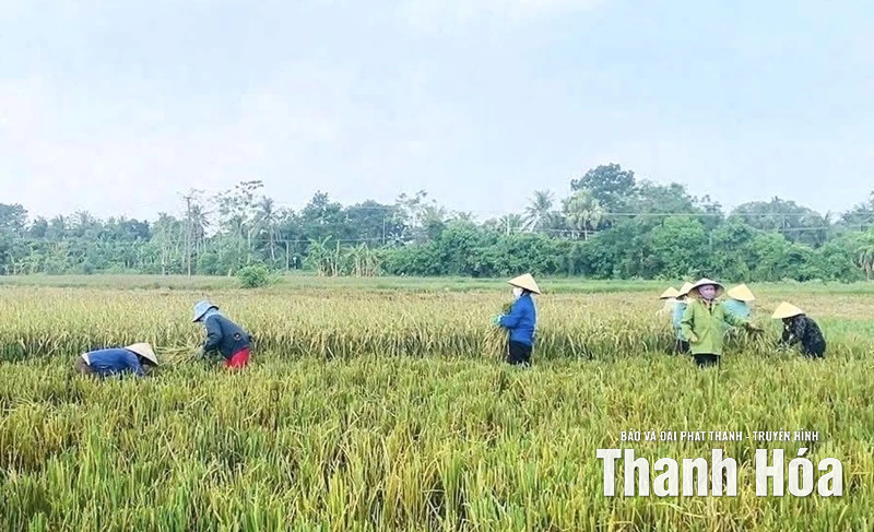 Xã Nông Cống thu hoạch 100% diện tích lúa mùa trước bão số 10