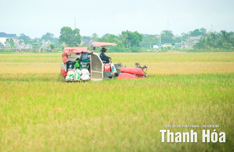 Khẩn trương thu hoạch lúa thu mùa ứng phó với siêu bão RAGASA