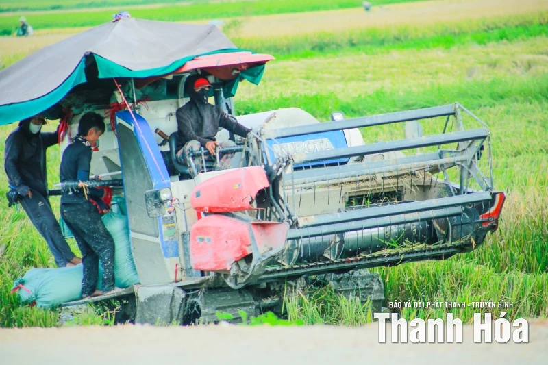 Khẩn trương thu hoạch lúa thu mùa ứng phó với siêu bão RAGASA