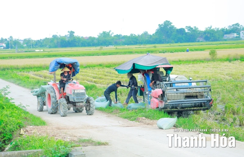 Khẩn trương thu hoạch lúa thu mùa ứng phó với siêu bão RAGASA