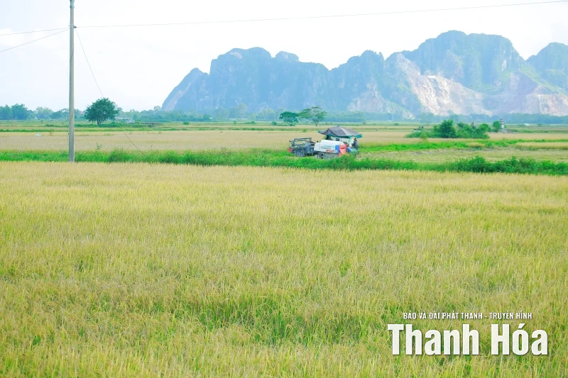 Khẩn trương thu hoạch lúa thu mùa ứng phó với siêu bão RAGASA