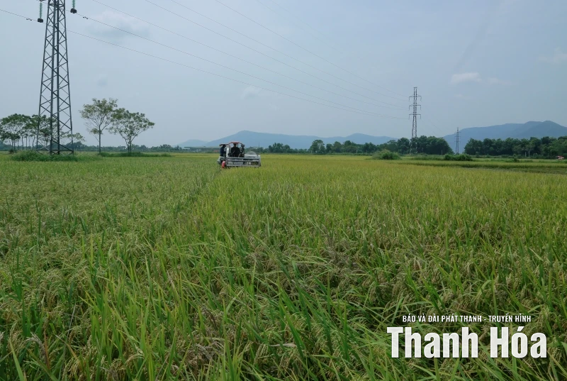 Khẩn trương thu hoạch lúa thu mùa ứng phó với siêu bão RAGASA