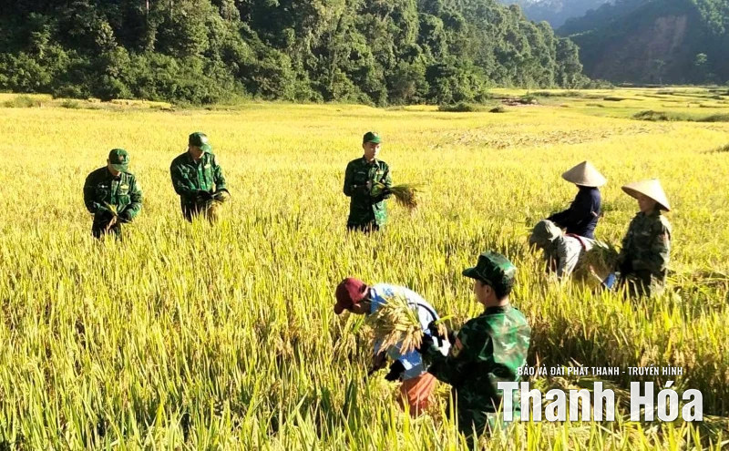 Khẩn trương thu hoạch lúa thu mùa ứng phó với siêu bão RAGASA
