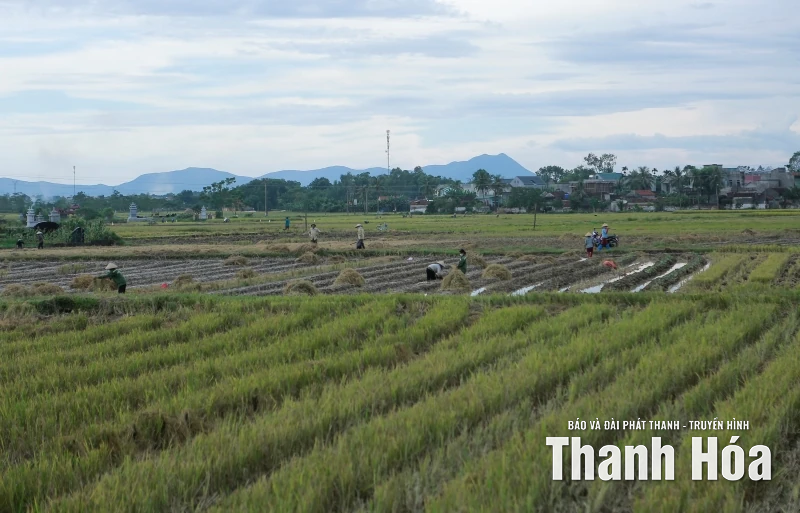 Khẩn trương thu hoạch lúa thu mùa ứng phó với siêu bão RAGASA