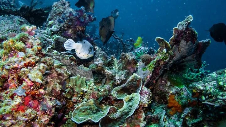 UNESCO công nhận quần đảo Raja Ampat của Indonesia là Khu Dự trữ sinh quyển