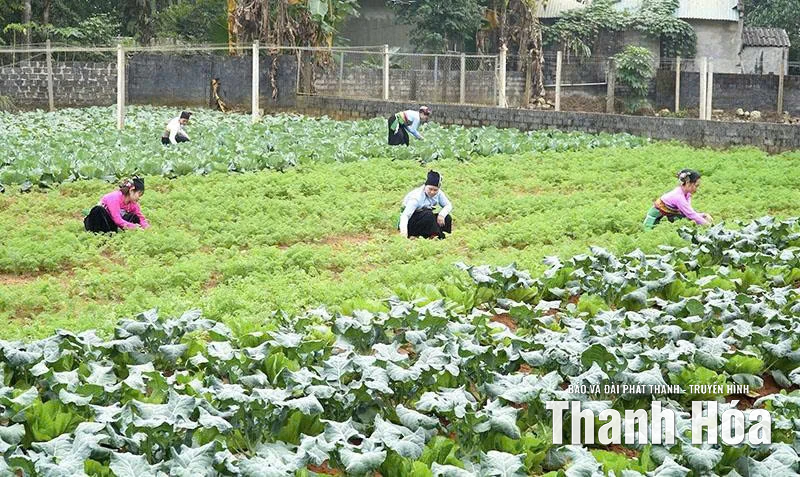 Phát triển chuỗi liên kết rau, quả an toàn