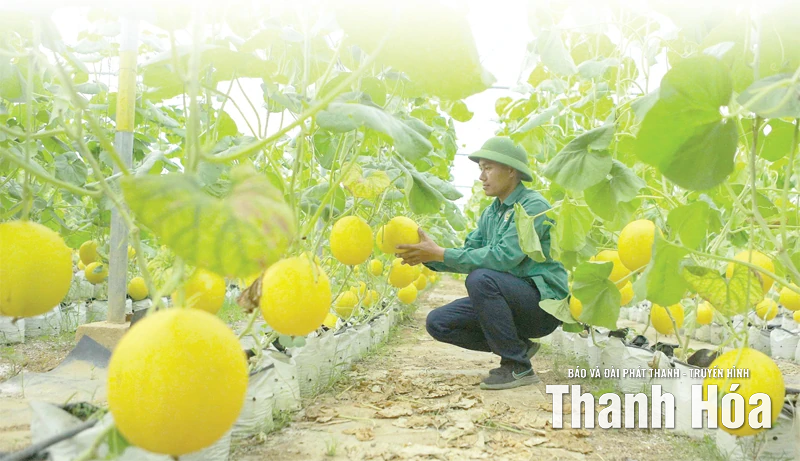 Phát triển chuỗi liên kết rau, quả an toàn