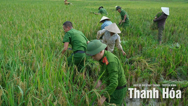 Công an xã Luận Thành giúp dân gặt lúa tránh bão số 9