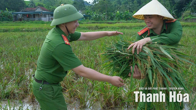 Công an xã Luận Thành giúp dân gặt lúa tránh bão số 9