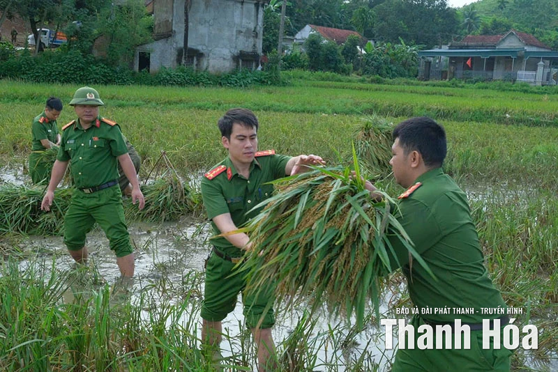 Công an xã Luận Thành giúp dân gặt lúa tránh bão số 9
