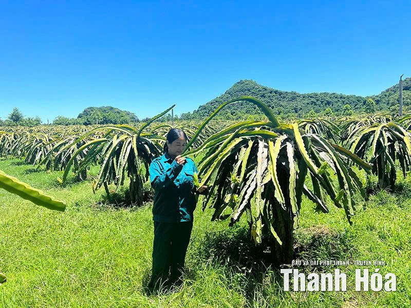 Phát triển kinh tế trang trại theo hướng bền vững