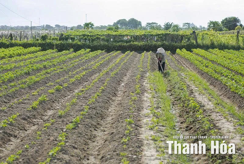 Chuẩn bị các điều kiện sản xuất vụ đông