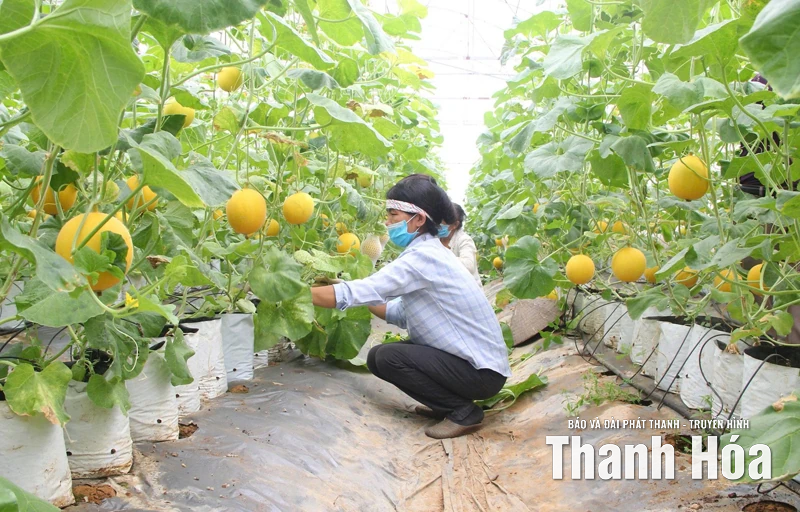 Tái cơ cấu nông nghiệp gắn với bảo vệ tài nguyên, môi trường