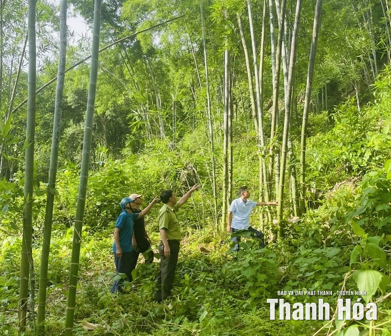Quý Lương nâng cao hiệu quả kinh tế rừng luồng