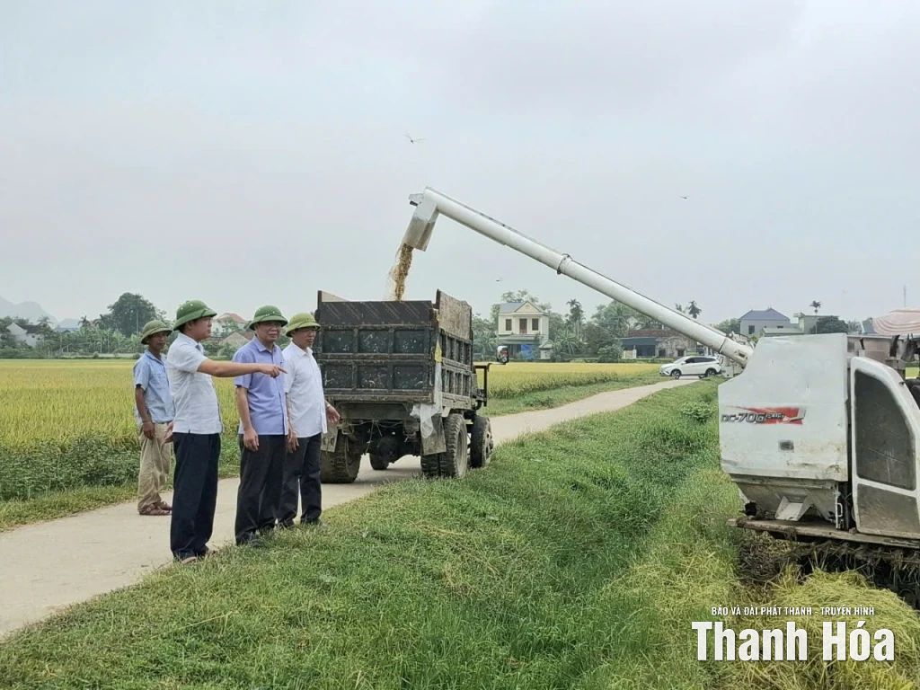 Xã Đồng Tiến: Khẩn trương thu hoạch lúa mùa trước diễn biến bất thường của thời tiết