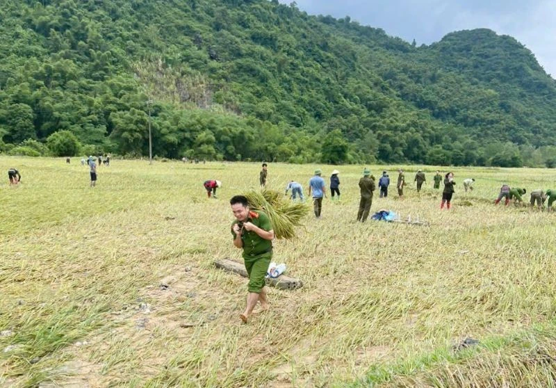 Công an xã Vạn Xuân gặt lúa giúp dân trước khi bão số 10 đổ bộ